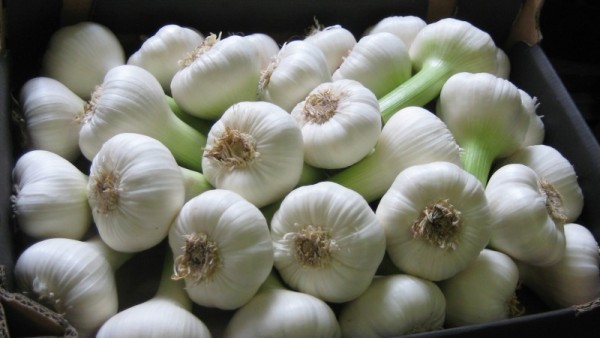Fresh Garlic