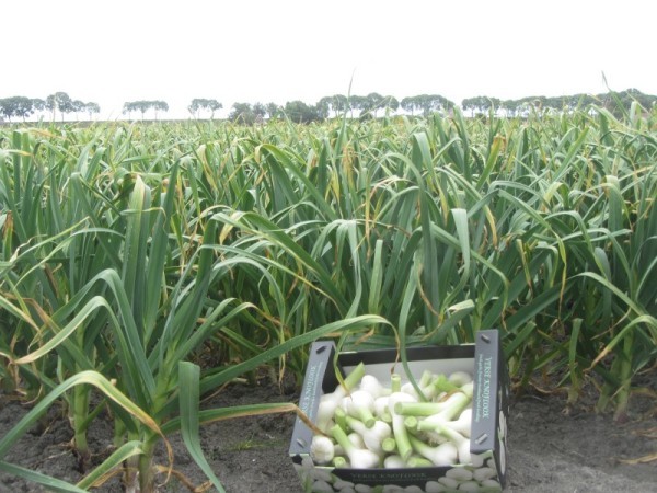 Fresh Garlic
