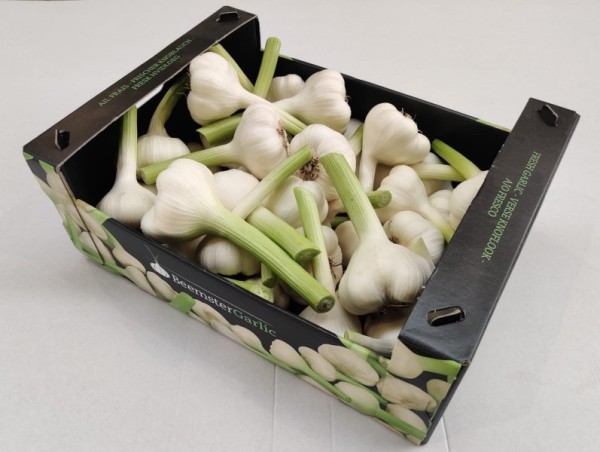 Fresh Garlic