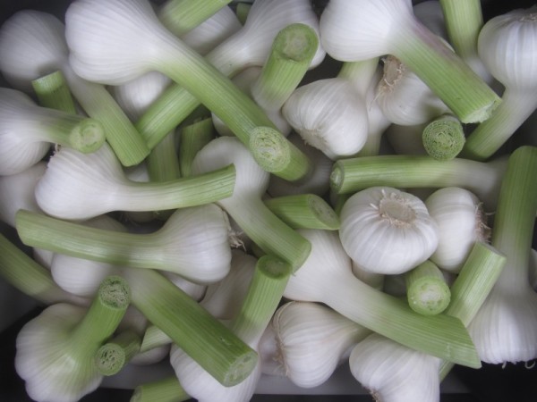 Fresh Garlic